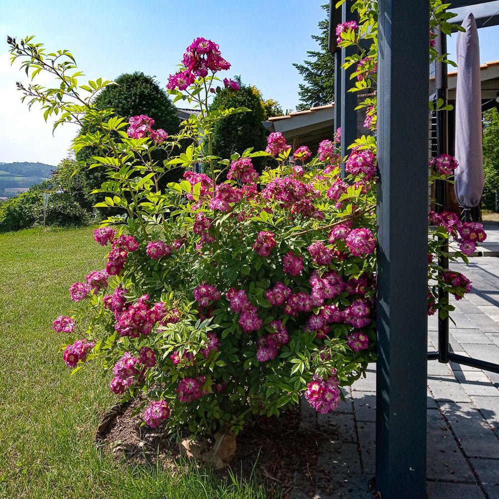 Trandafir Catarator liliachiu-violet Perennial Blue, inflorire repetata