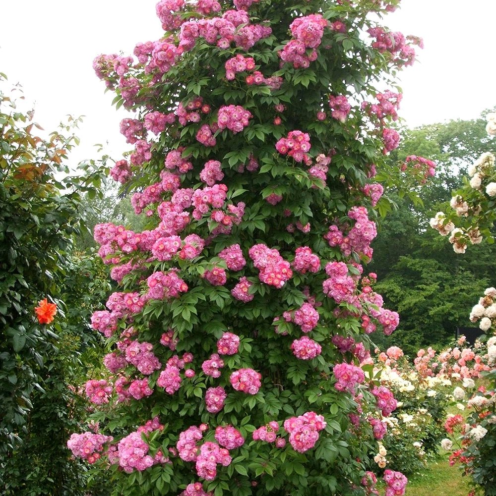 Trandafir Catarator liliachiu-violet Perennial Blue, inflorire repetata