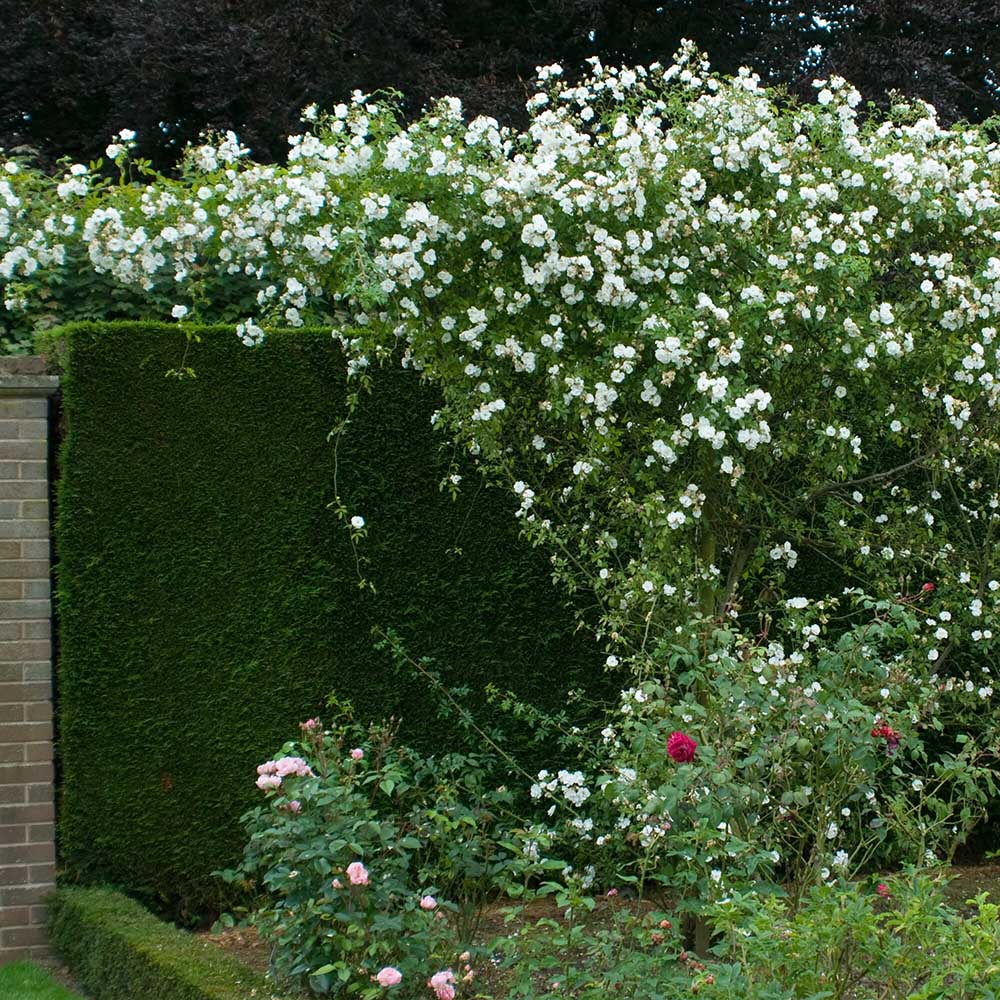 Trandafir Catarator alb-creme Perfume Dreams, inflorire repetata si parfum puternic