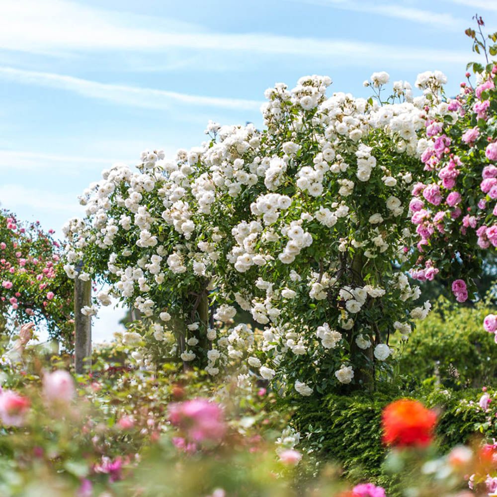 Trandafir Catarator alb-creme Perfume Dreams, inflorire repetata si parfum puternic