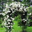 Trandafir catarator Perfume Dreams - VERDENA-livrat in ghiveci de 5 L