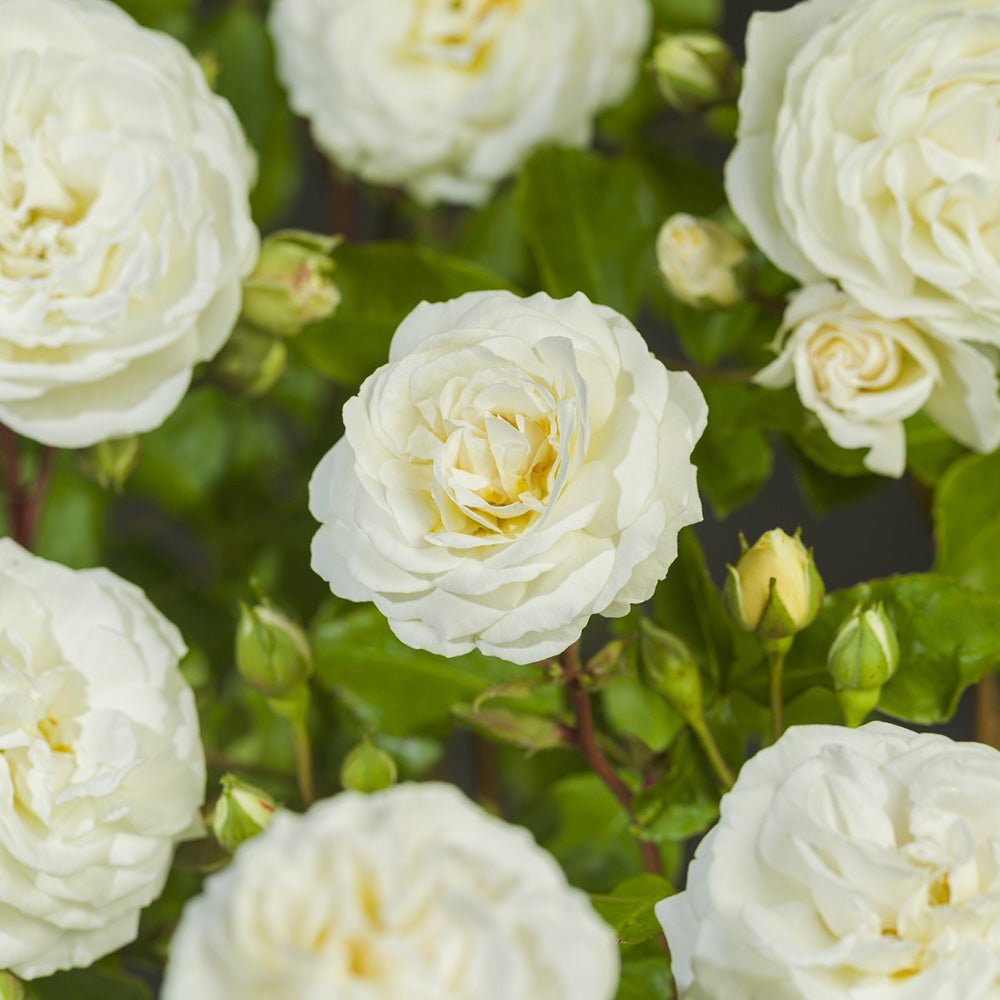 Trandafir Catarator alb-creme Perfume Dreams, inflorire repetata si parfum puternic