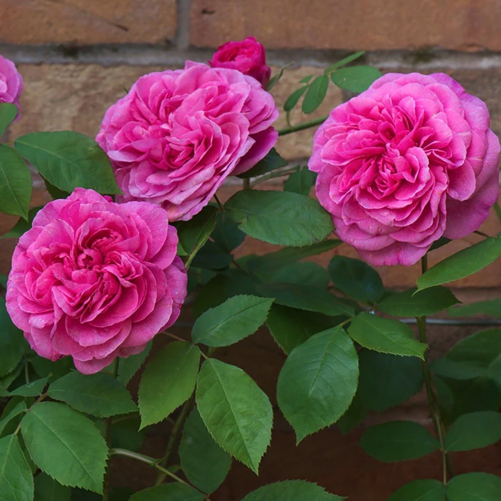 Trandafir catarator roz Pink Cloud, parfum intens