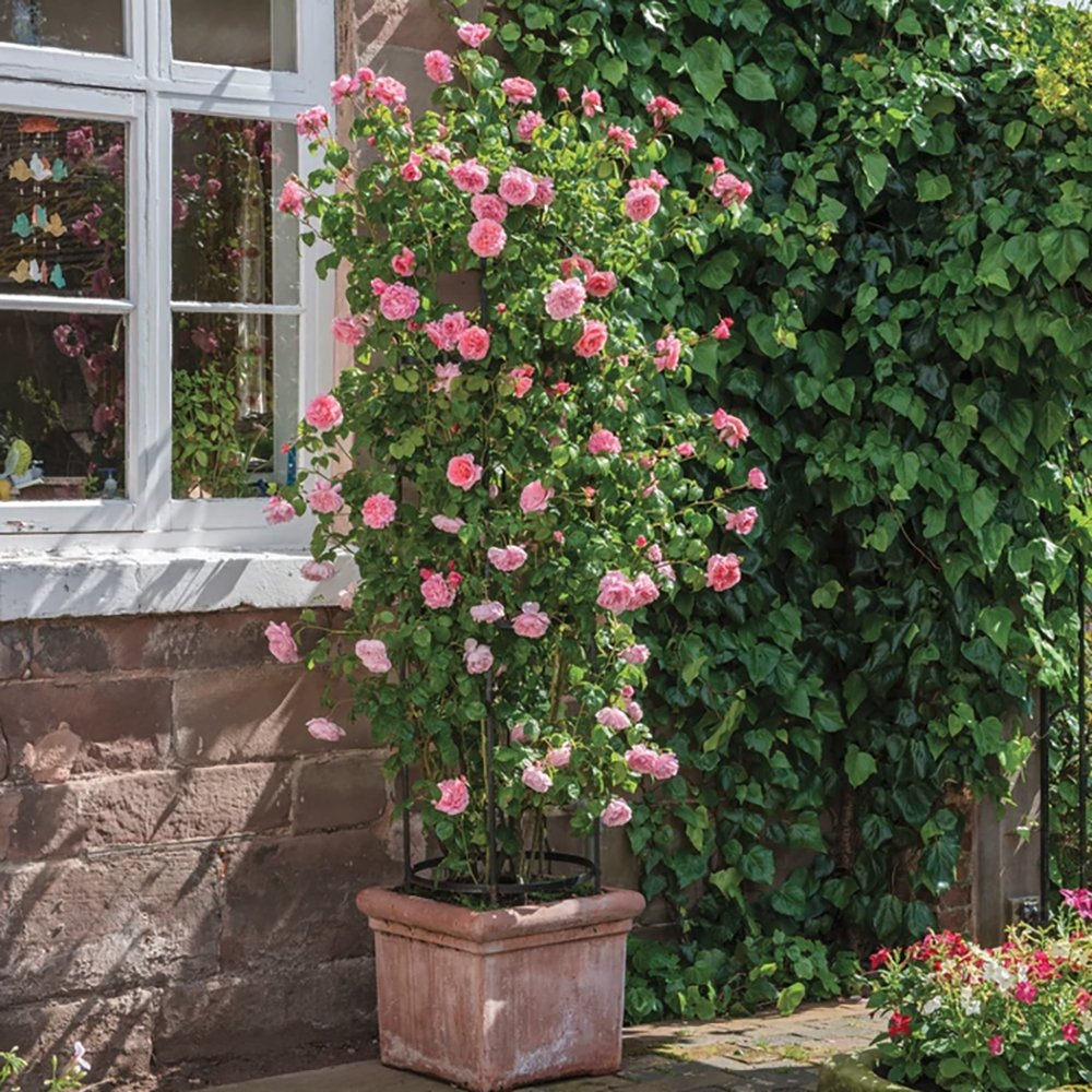 Trandafir catarator roz Pink Cloud, parfum intens