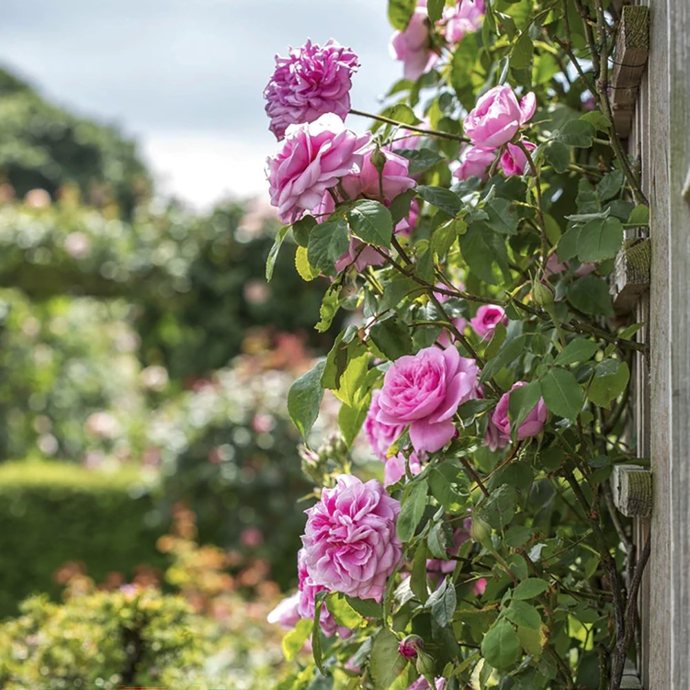 Trandafir catarator roz Pink Cloud, parfum intens