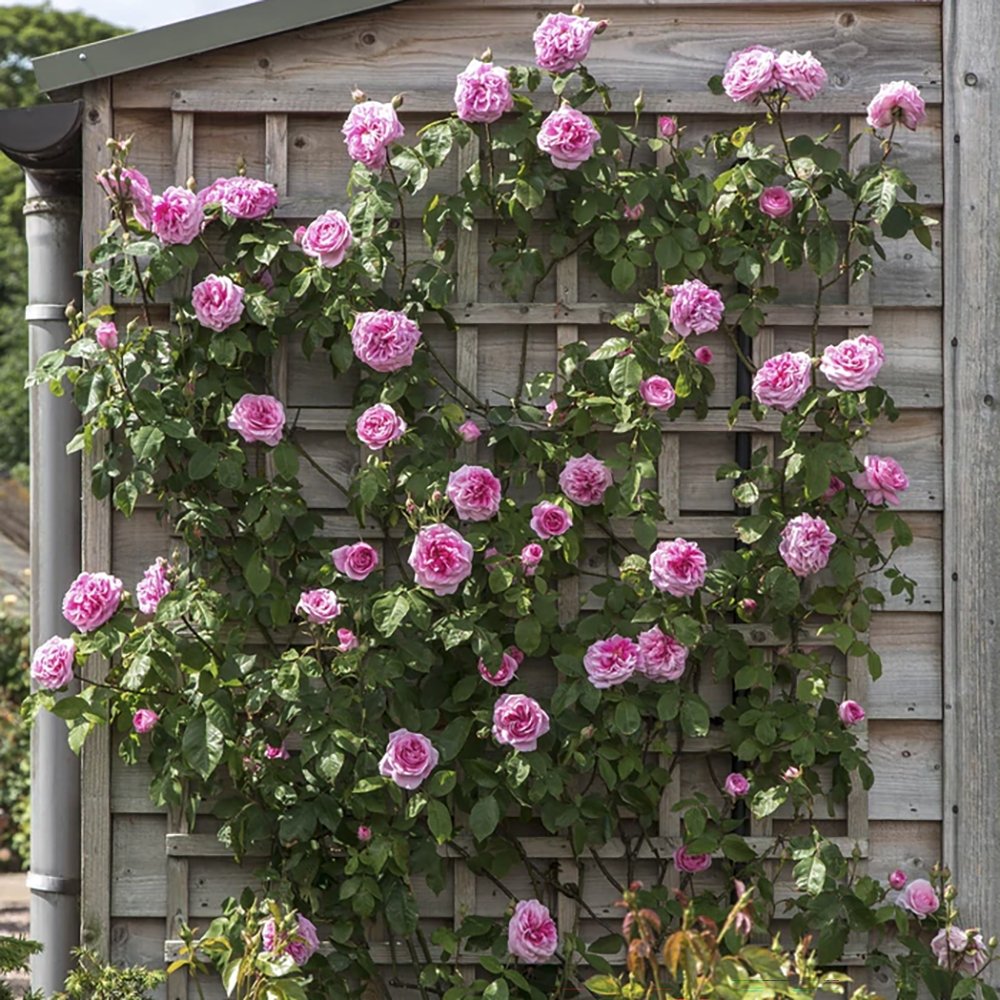 Trandafir catarator roz Pink Cloud, parfum intens