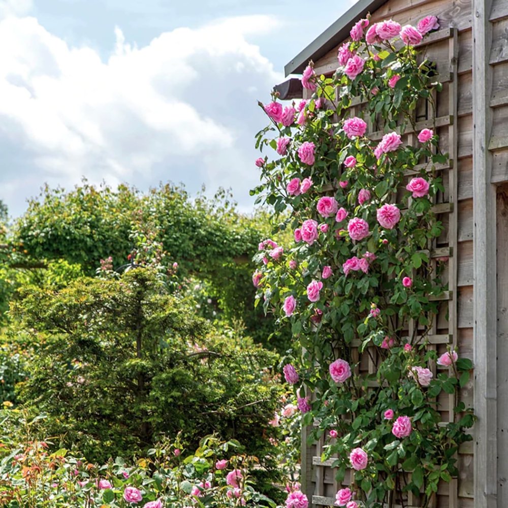 Trandafir catarator roz Pink Cloud, parfum intens