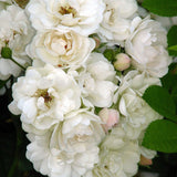 Trandafir catarator Poljstjarnan - VERDENA-150-175 cm inaltime livrat in ghiveci de 5.5 L