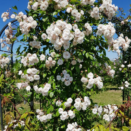 Trandafir catarator Poljstjarnan - VERDENA-150-175 cm inaltime livrat in ghiveci de 5.5 L