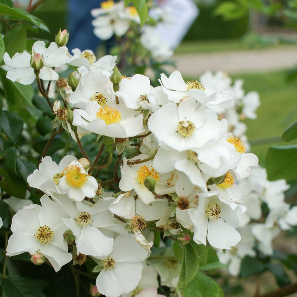Trandafir Catarator alb Polarstern, inflorire repetata si parfum delicat