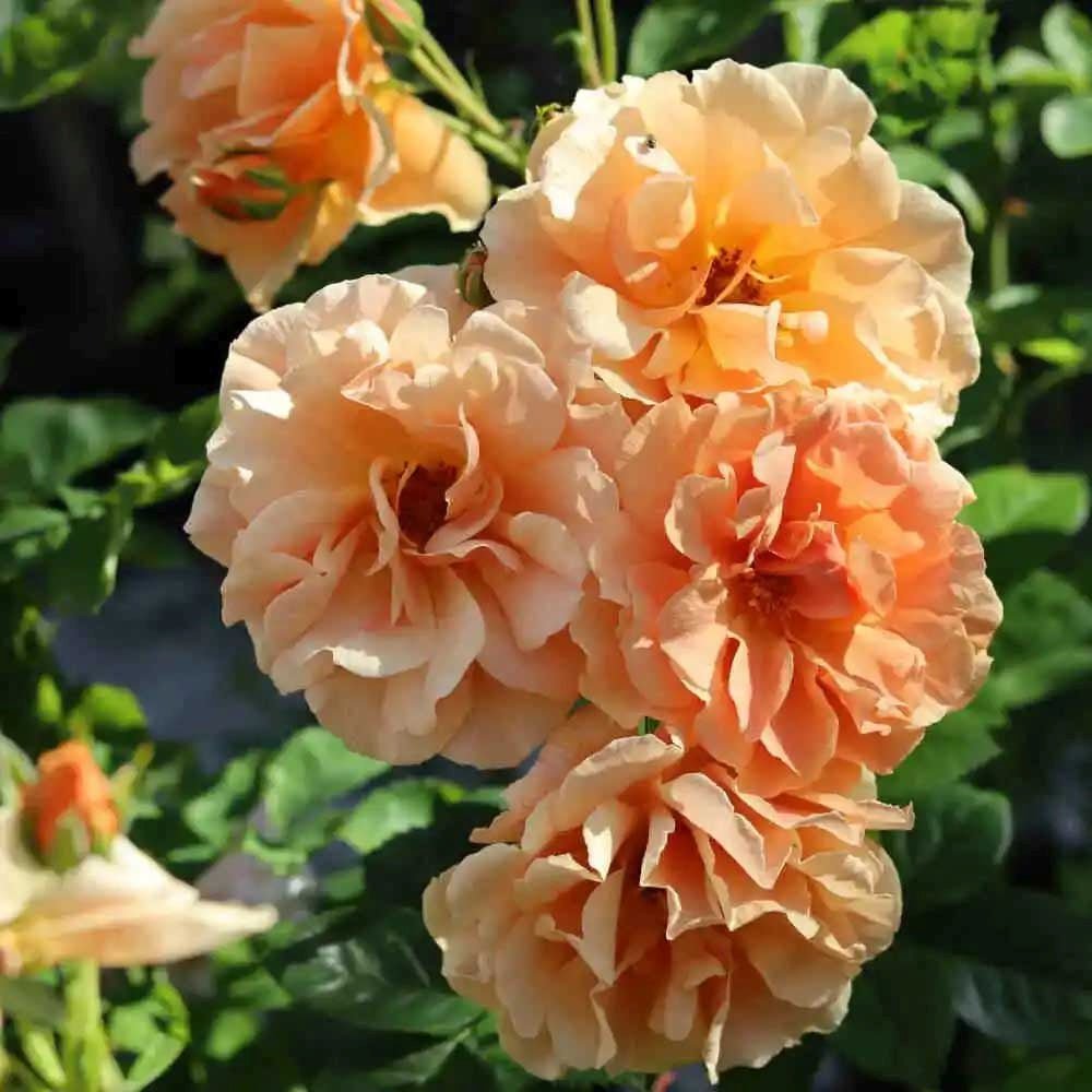 Trandafir Catarator portocaliu-miere Skyline, parfum intens - VERDENA-livrat in ghiveci plant-o-fix de 2 l