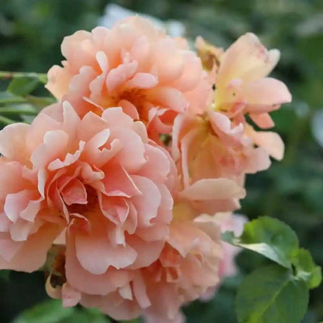 Trandafir Catarator portocaliu-miere Skyline, parfum intens - VERDENA-livrat in ghiveci plant-o-fix de 2 l