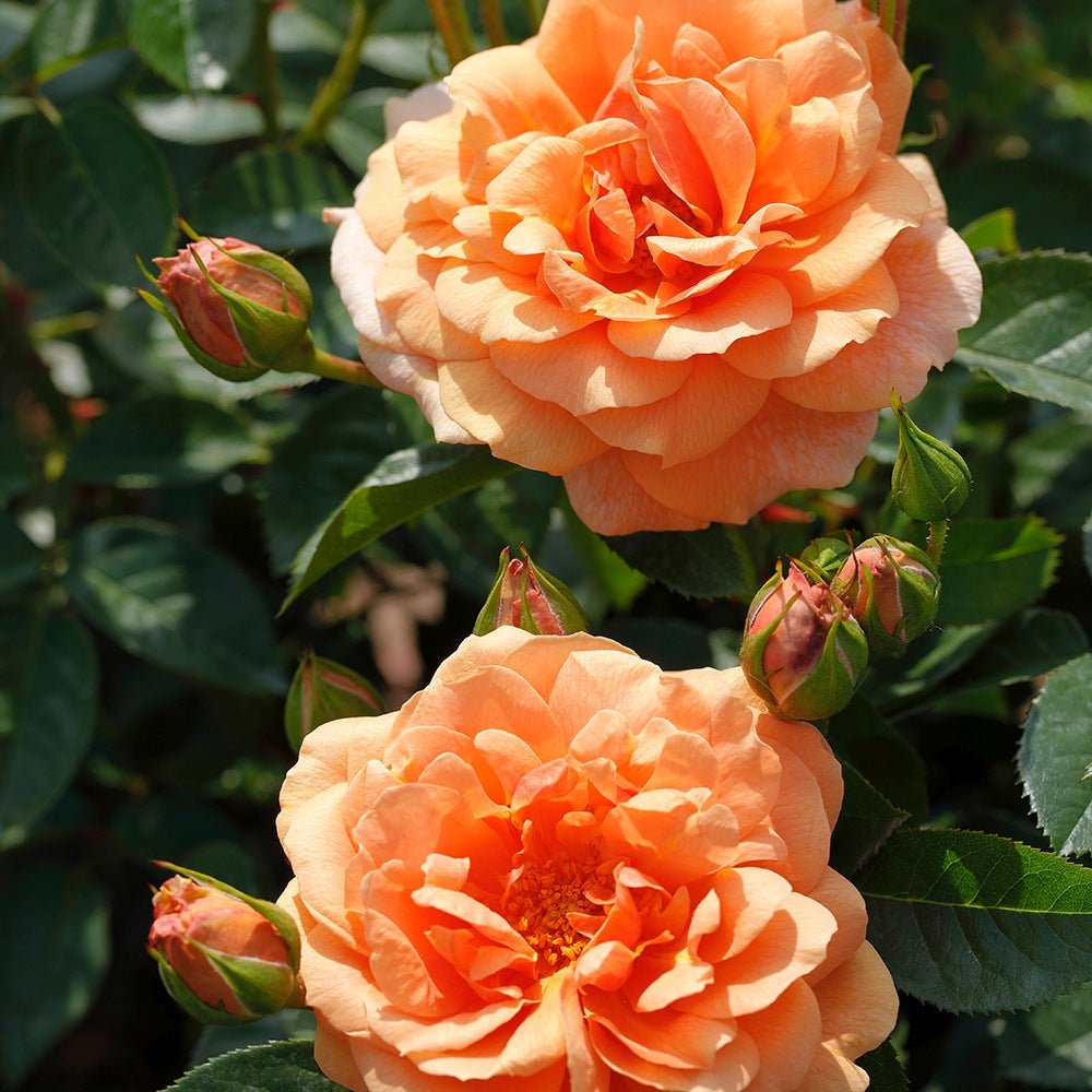 Trandafir Catarator portocaliu-miere Skyline, parfum intens