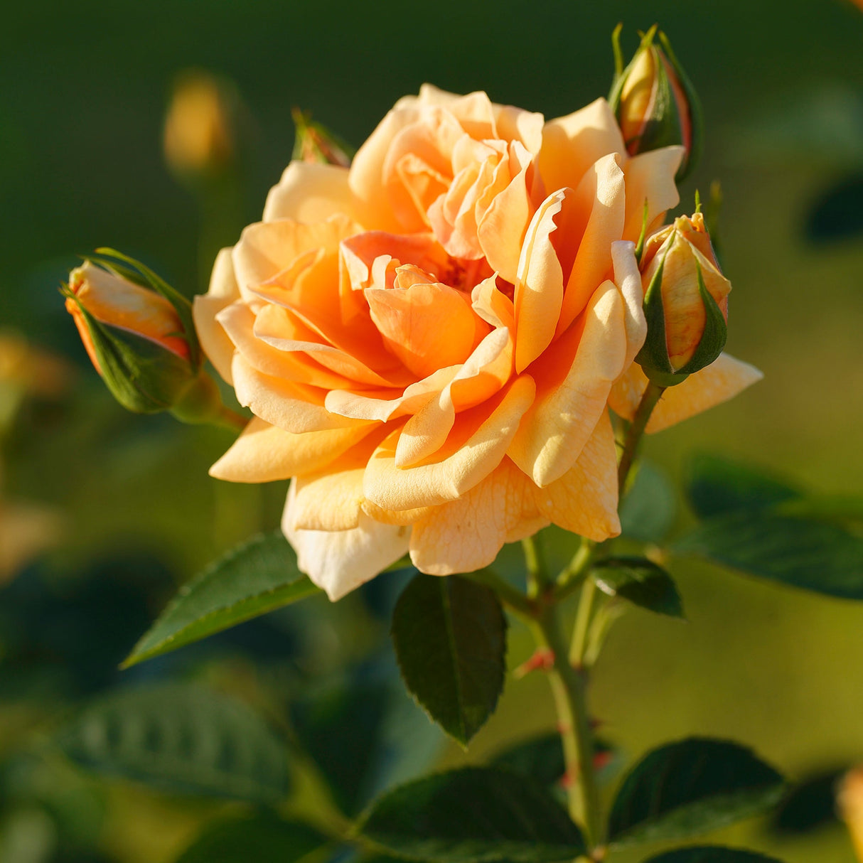 Trandafir Catarator portocaliu Skyline, inflorire repetata - VERDENA-livrat in ghiveci plant-o-fix de 2 l