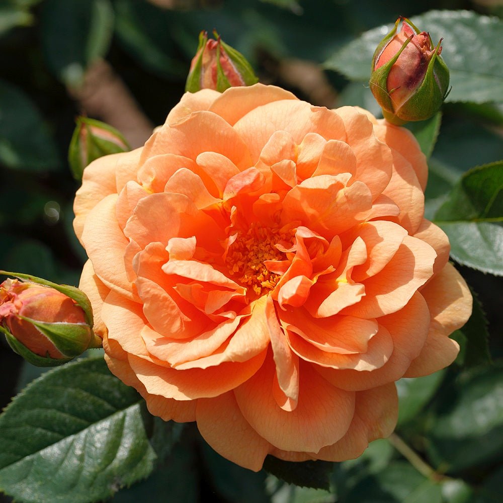 Trandafir Catarator portocaliu Skyline, inflorire repetata - VERDENA-livrat in ghiveci plant-o-fix de 2 l