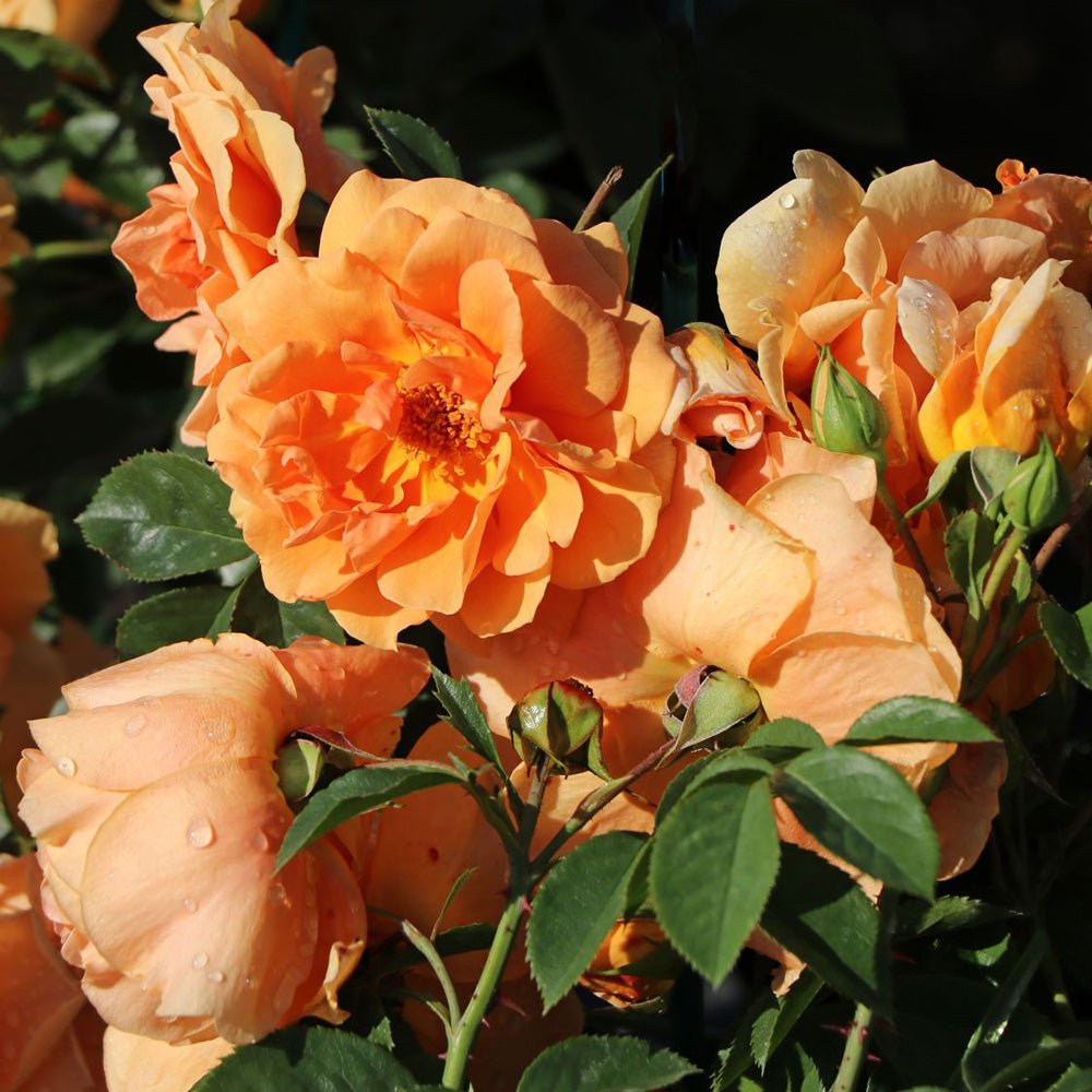 Trandafir Catarator portocaliu-miere Skyline, parfum intens