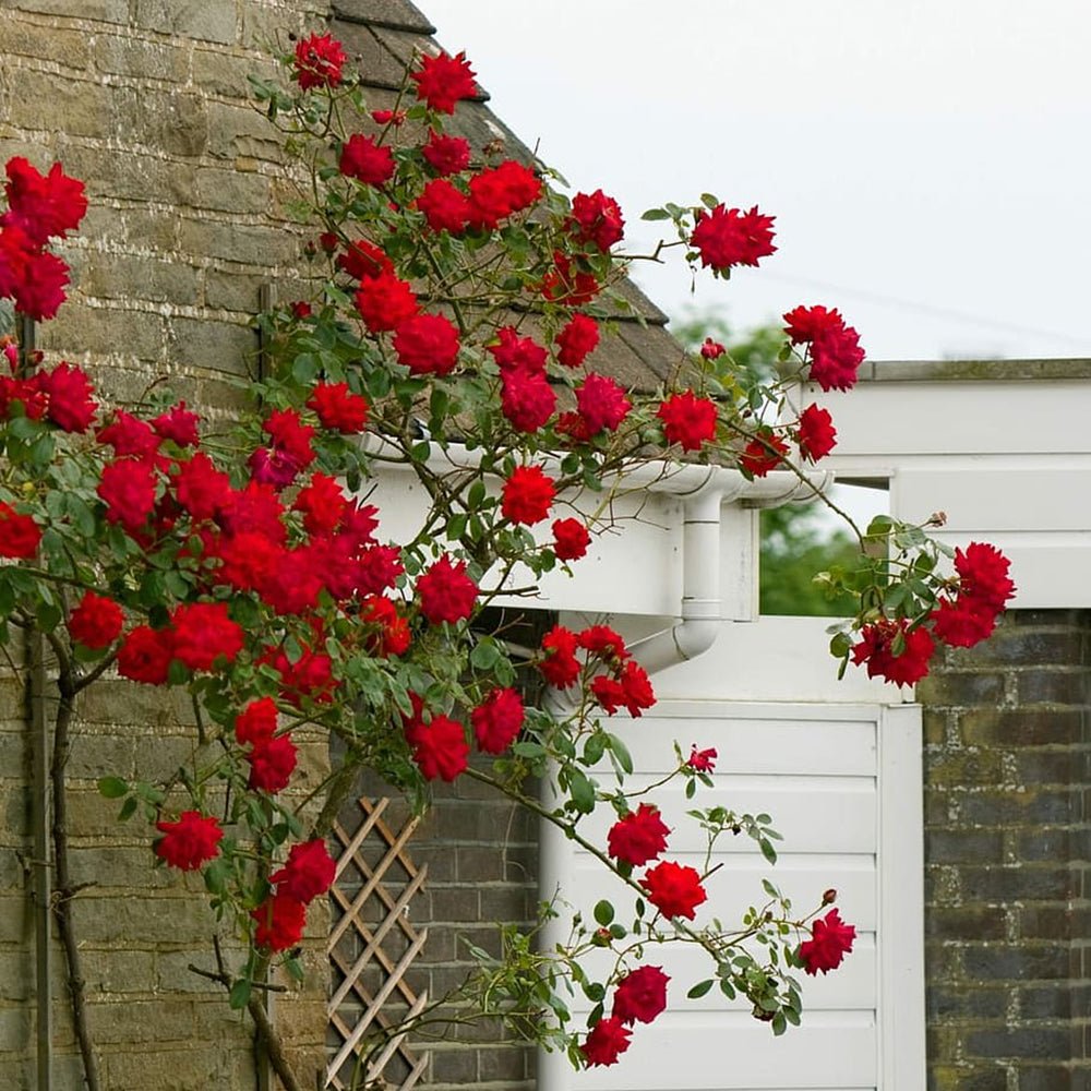 Trandafir Catarator rosu Rambling Rose, inflorire repetata
