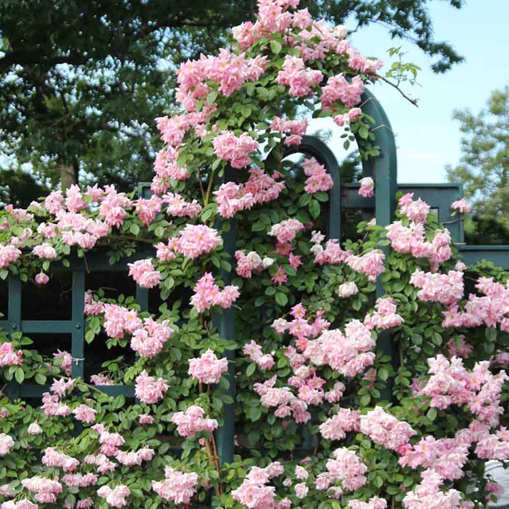 Trandafir Catarator roz-palid Raquel Renaissance, inflorire repetata