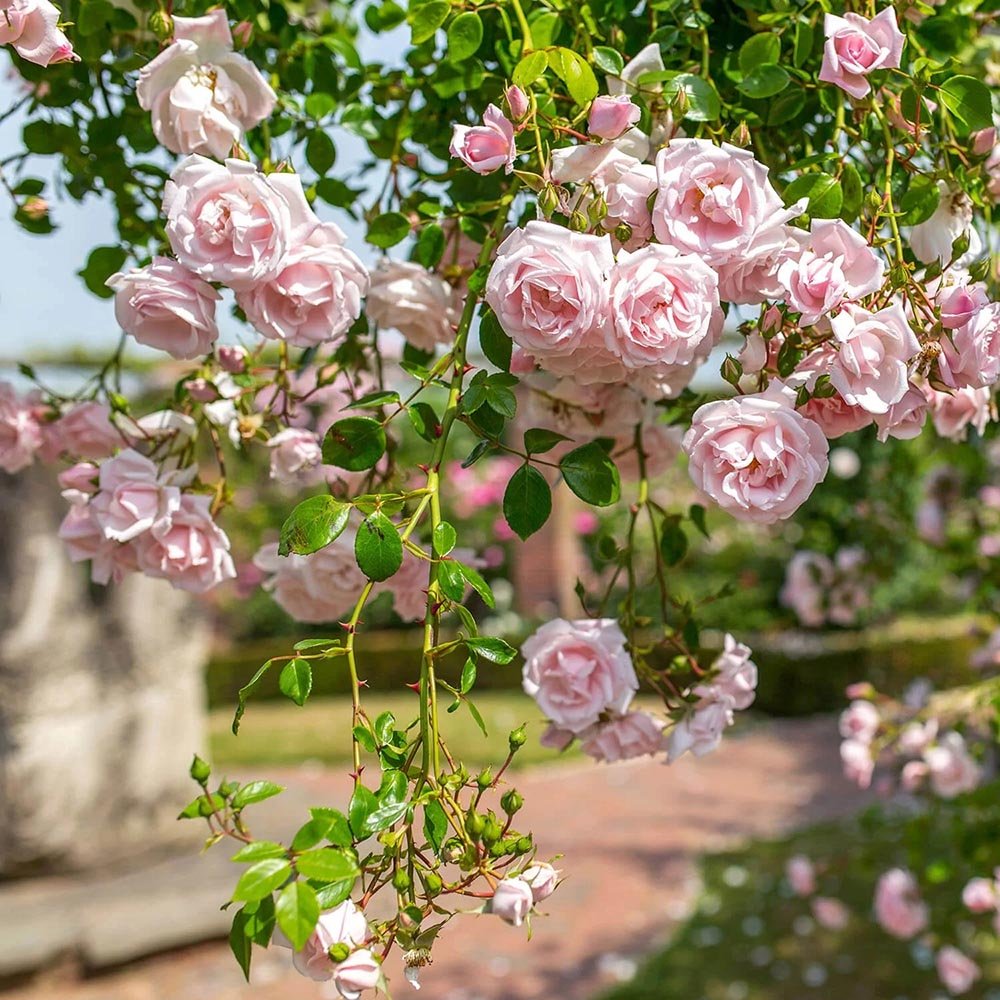 Trandafir catarator Raquel Renaissance - VERDENA-livrat in ghiveci de 5 L