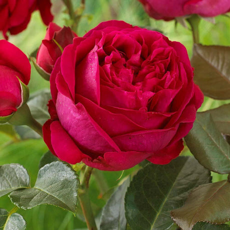 Trandafir Catarator Red Eden Rose, cu flori rosii - VERDENA-25-30 cm inaltime, livrat in ghiveci de 4 l