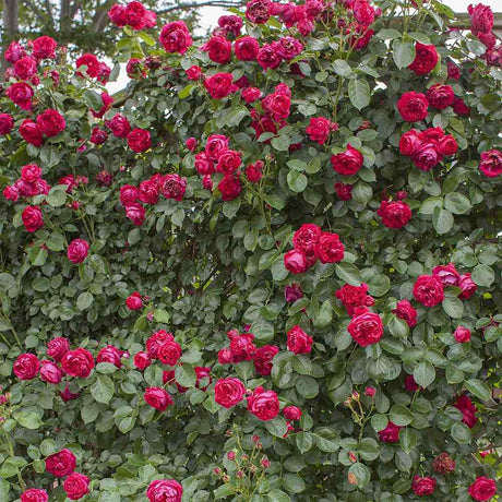 Trandafir Catarator Red Eden Rose, cu flori rosii - VERDENA-25-30 cm inaltime, livrat in ghiveci de 4 l