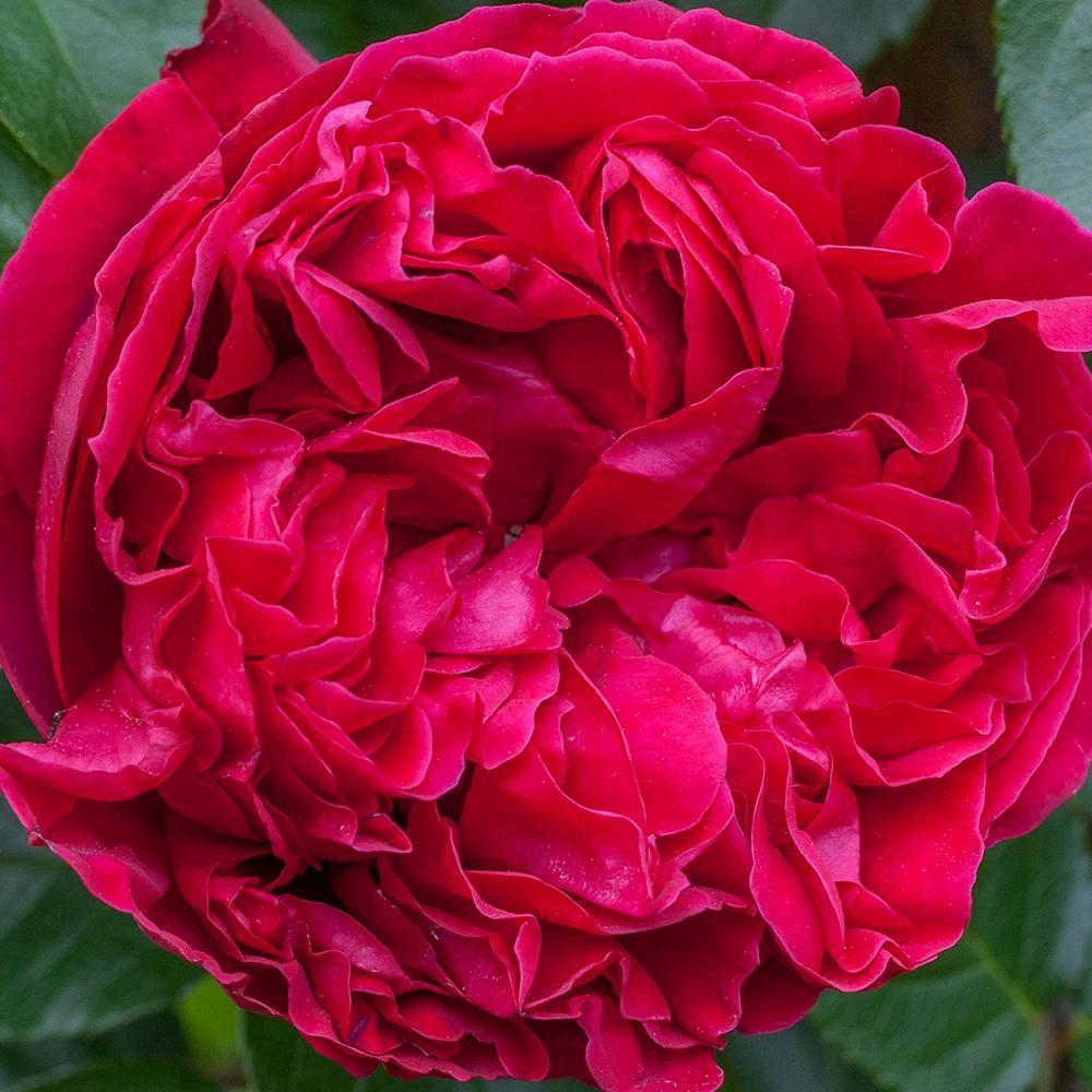 Trandafir Catarator Red Eden Rose, cu flori rosii