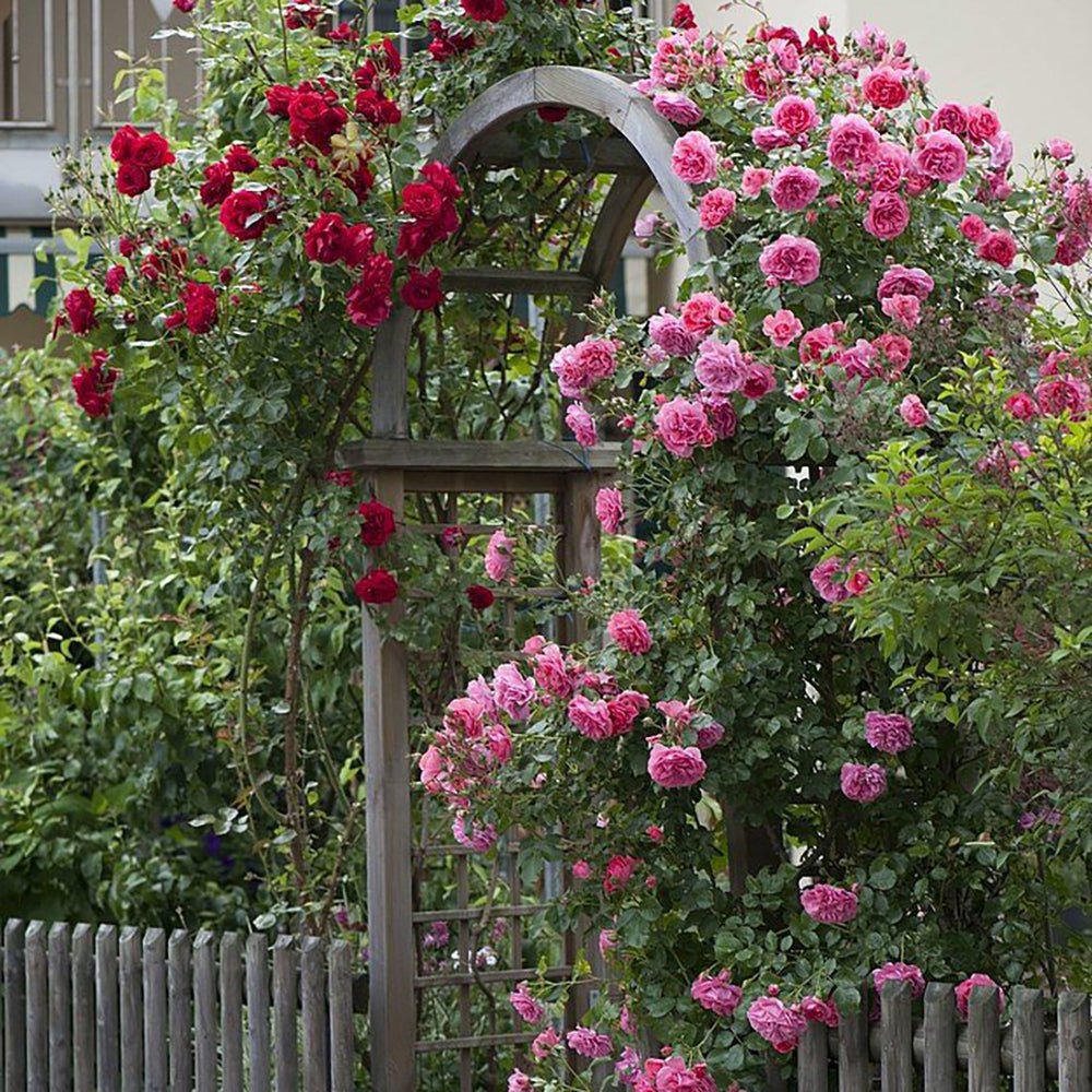 Trandafir catarator Rosarium Uetersen - VERDENA-150-175 cm inaltime livrat in ghiveci de 5.5 L