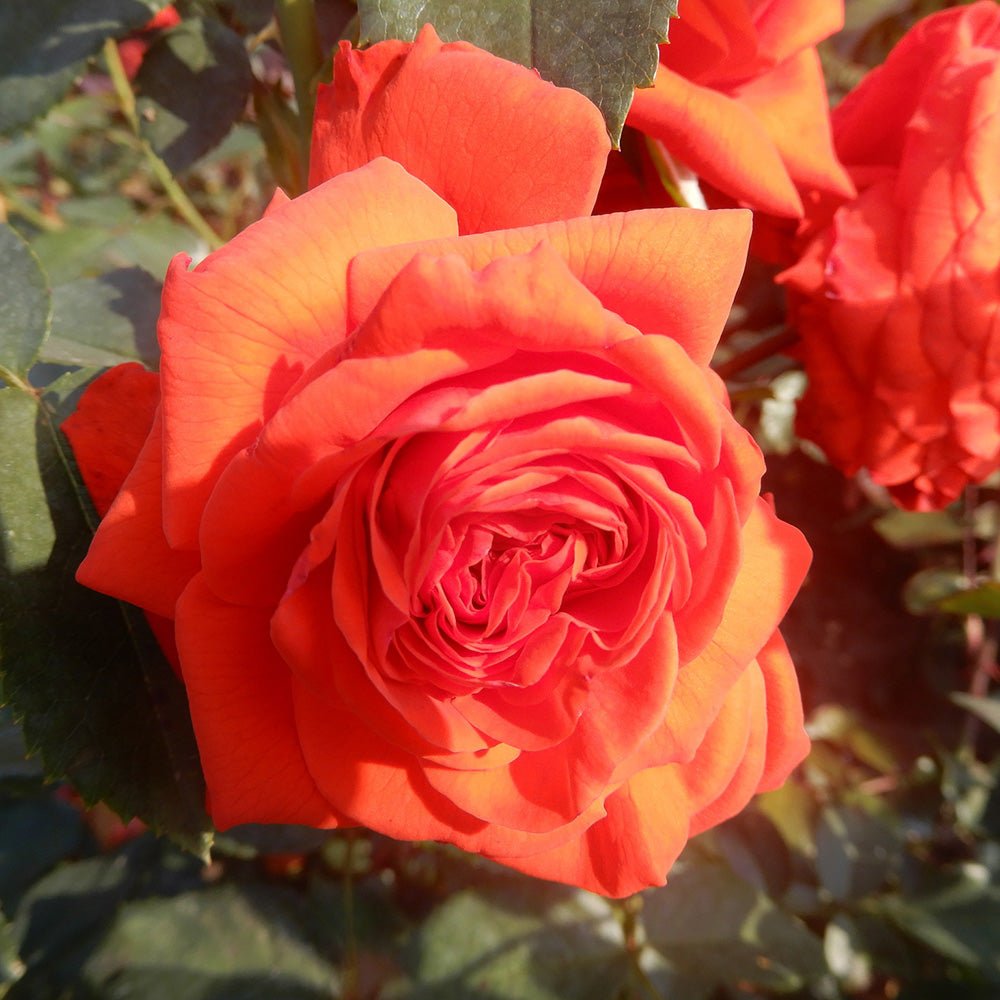 Trandafir Catarator rosu-portocaliu Bionda, inflorire repetata