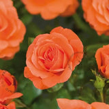 Trandafir Catarator rosu-portocaliu Newsflash, inflorire repetata - VERDENA-50-70 cm inaltime, livrat in ghiveci de 3 l