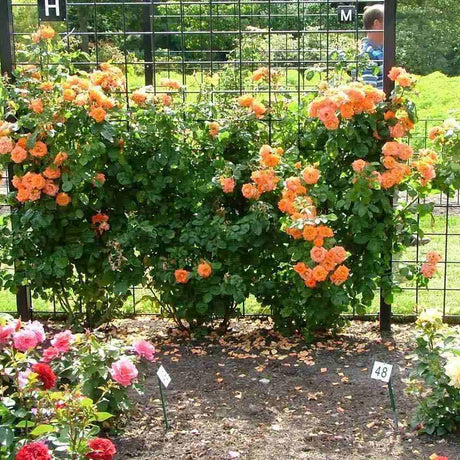 Trandafir Catarator rosu-portocaliu Newsflash, inflorire repetata - VERDENA-50-70 cm inaltime, livrat in ghiveci de 3 l