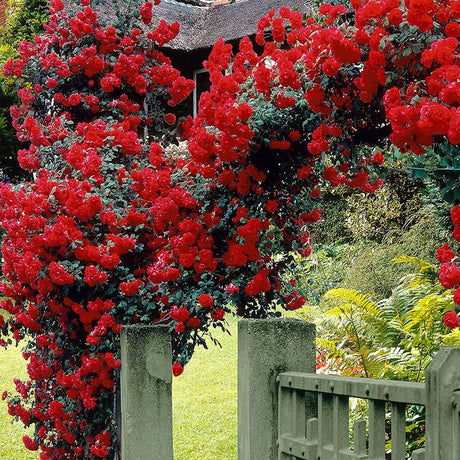 Trandafir Catarator rosu Scarlet Climber - VERDENA-50-70 cm inaltime, livrat in ghiveci de 3 l