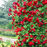 Trandafir Catarator rosu Scarlet Climber - VERDENA-50-70 cm inaltime, livrat in ghiveci de 3 l