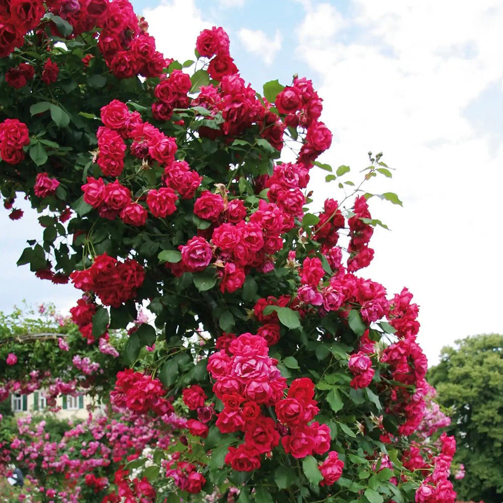 Trandafir Catarator rosu Scarlet Climber, inflorire repetata