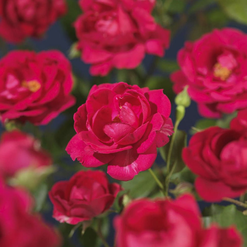 Trandafir Catarator rosu Scarlet Climber, inflorire repetata