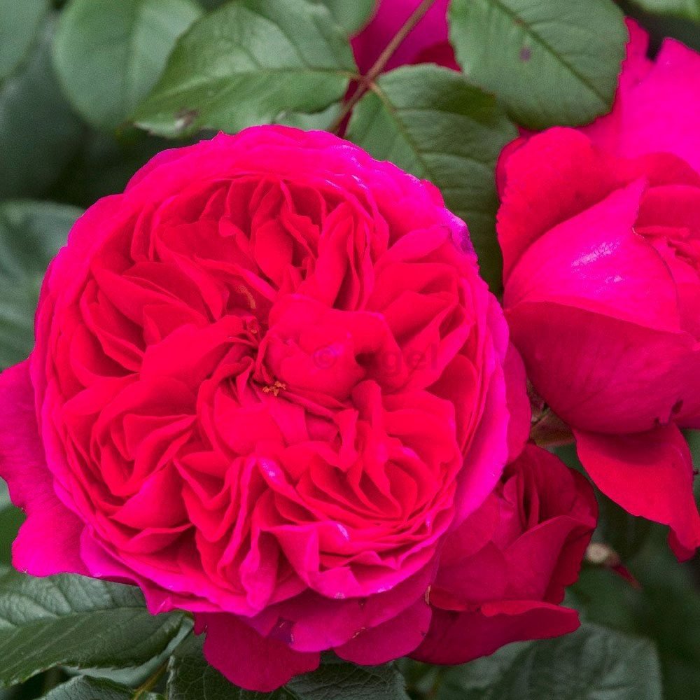 Trandafir Catarator rosu-violet Deep Love, inflorire repetata