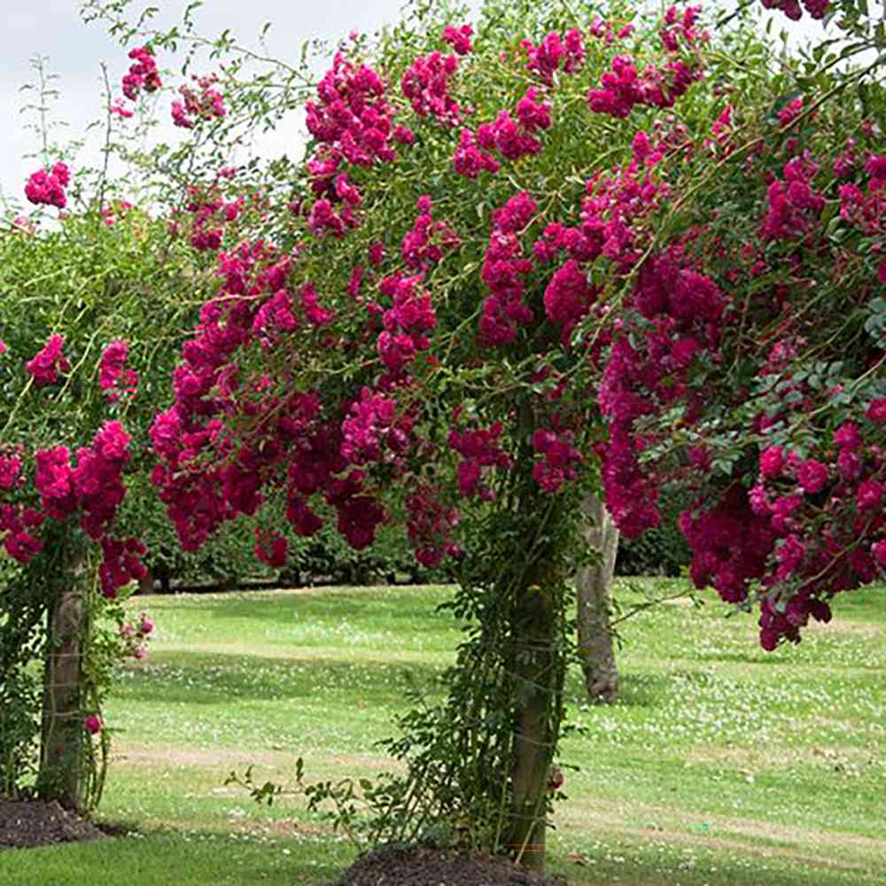 Trandafir Catarator roz-aprins violet Excelsa, inflorire repetata