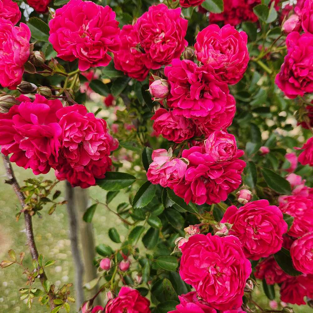 Trandafir Catarator roz-aprins violet Excelsa, inflorire repetata