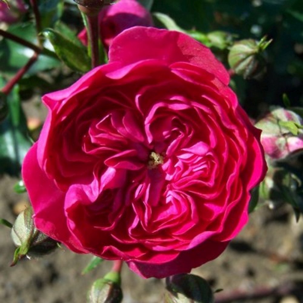 Trandafir Catarator roz-aprins violet Excelsa, inflorire repetata