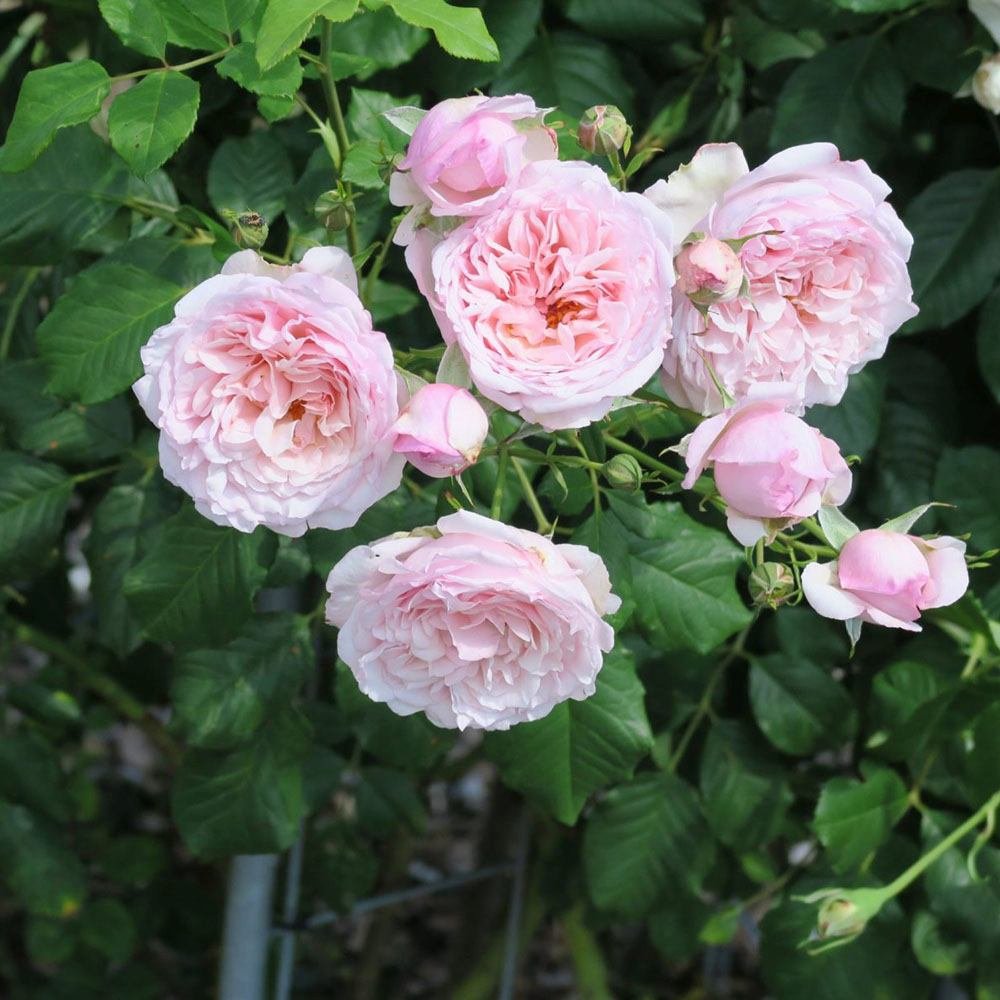 Trandafir Catarator roz deschis-crem Divina, parfum intens