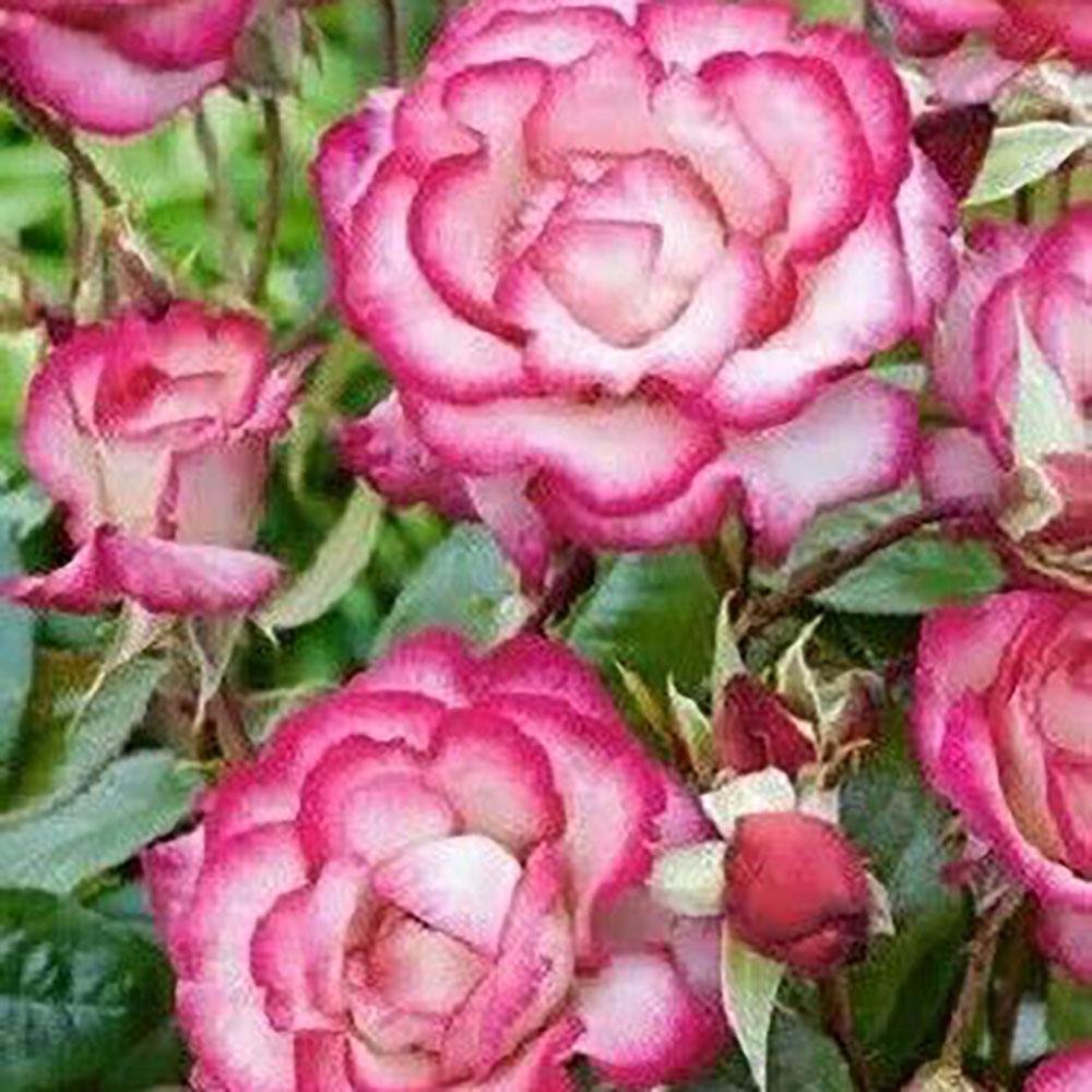 Trandafir Catarator roz-galben-alb Händel, inflorire repetata