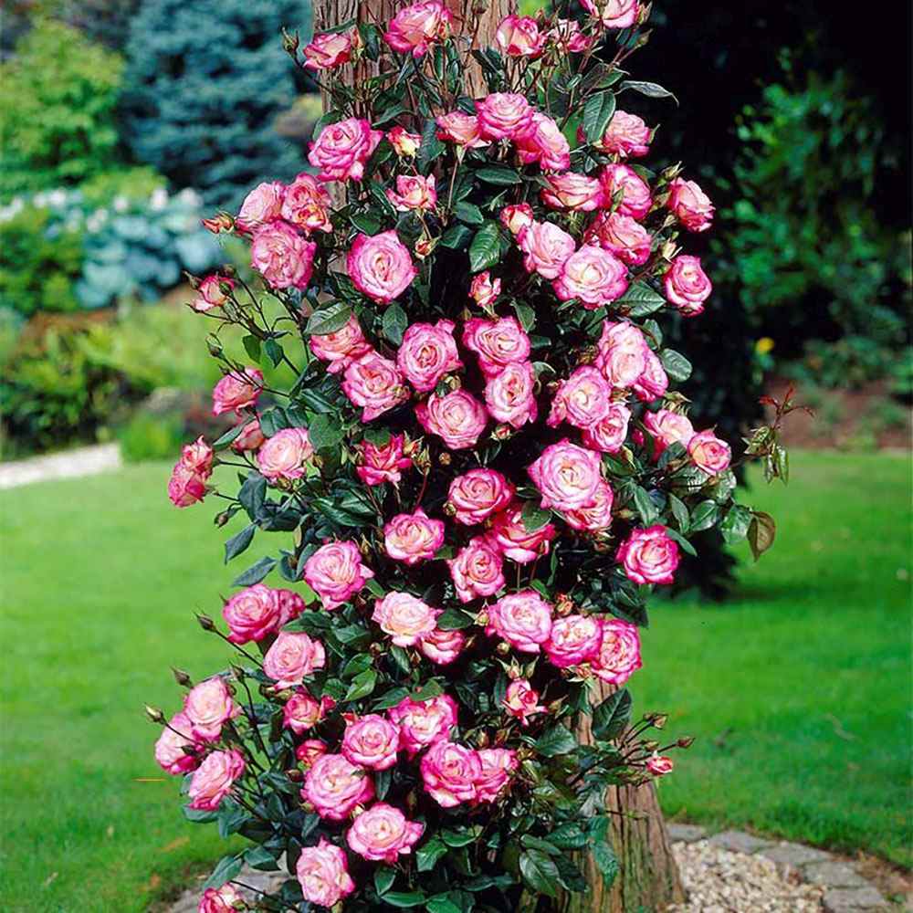 Trandafir Catarator roz-galben-alb Händel, inflorire repetata