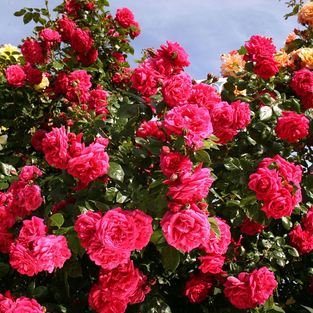 Trandafir Catarator roz-inchis Laguna, inflorire repetata