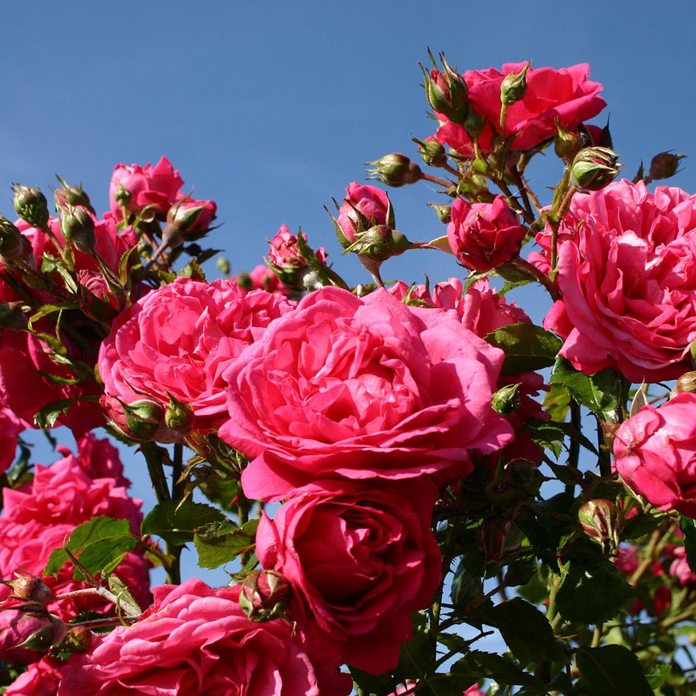 Trandafir Catarator roz-inchis Laguna, inflorire repetata