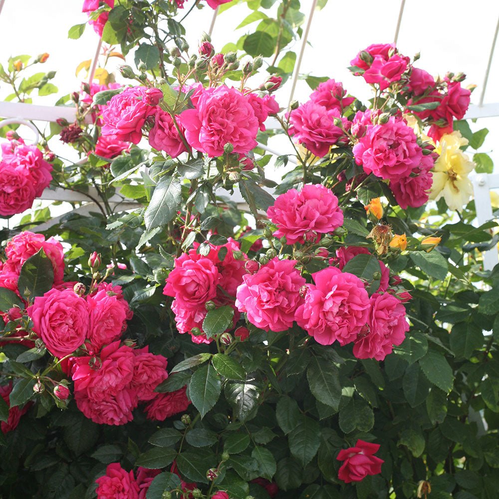 Trandafir Catarator roz-inchis Laguna, inflorire repetata