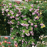 Trandafir Catarator roz Jasmina, inflorire repetata - VERDENA-