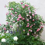 Trandafir Catarator roz Jasmina, inflorire repetata - VERDENA-