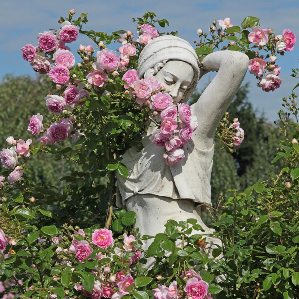 Trandafir Catarator roz aprins Jasmina, parfum intens