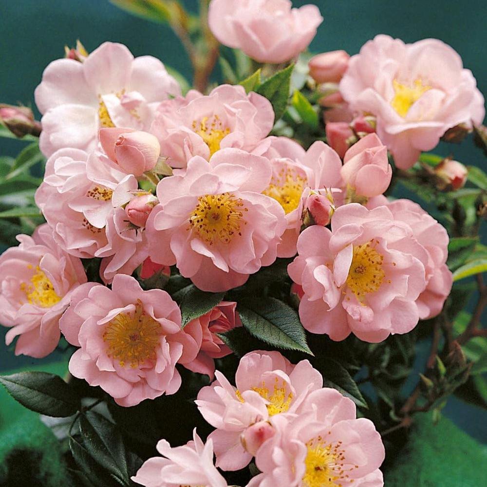 Trandafir Catarator roz Open Arms, inflorire repetata