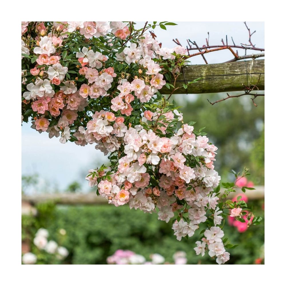 Trandafir Catarator roz Open Arms, inflorire repetata