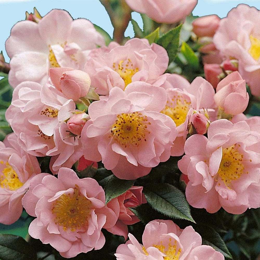 Trandafir Catarator roz Open Arms, inflorire repetata